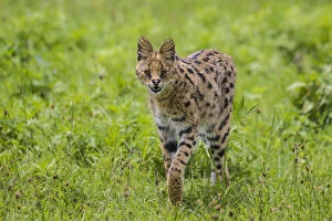 Africa Gallery: Africa. Tanzania. Serval cat (Leptailurus serval) hunting in Serengeti NP