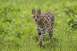 Africa. Tanzania. Serval cat (Leptailurus serval) hunting in Serengeti NP