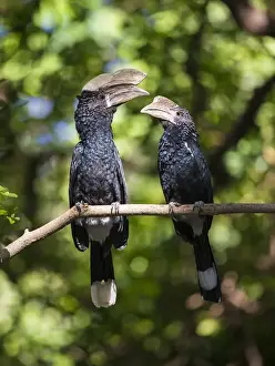 Africa. Tanzania. Silvery-cheeked hornbill (Bycanistes brevis) mating pair at Manyara NP