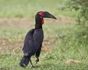 Images Dated 13th February 2009: Africa. Tanzania. Southern Ground Hornbill at Lake Manyara NP