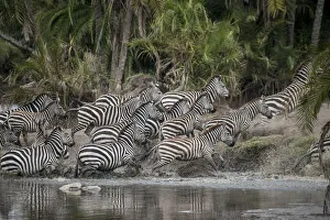 Images Dated 2022: Africa, Tanzania. Perhaps spooked by crocodiles, zebras stampede in the Serengeti