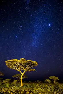 Images Dated 30th January 2014: Africa. Tanzania. Stars of the Milky Way illuminate the night sky at Ndutu in Serengetti