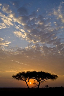 Acacia Tree Prints: Africa. Tanzania. Sunrise in Serengeti NP