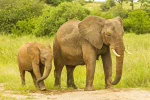Images Dated 14th July 2020: Africa, Tanzania, Tarangire National Park. African elephant adult and baby
