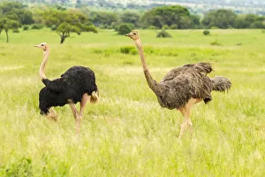 Images Dated 14th July 2020: Africa, Tanzania, Tarangire National Park. Ostrich male and female close-up