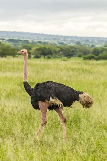 Images Dated 14th July 2020: Africa, Tanzania, Tarangire National Park. Ostrich male close-up