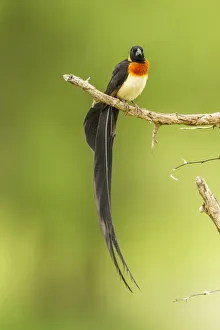 Images Dated 14th July 2020: Africa, Tanzania, Tarangire National Park. Paradise whydah bird on limb