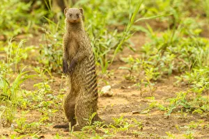 Africa, Tanzania, Tarangire National Park. Banded mongoose close-up