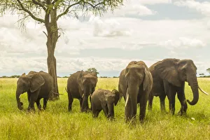 Images Dated 14th July 2020: Africa, Tanzania, Tarangire National Park. African elephant adults and young