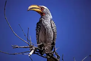 Tarangire Prints: Africa, Tanzania, Tarangire. Yellow-billed Hornbill (Tockus leucumelias)