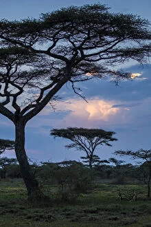 Tanzania Gallery: Africa. Tanzania. Thunder clouds lit by evening sun during rain storm at Ndutu Safari