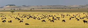 Africa. Tanzania. A vast Wildebeest herd during the annual Great Migration in Serengeti