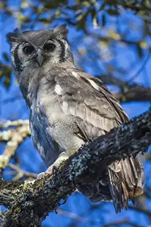 Images Dated 25th January 2016: Africa. Tanzania. Verreauxs eagle-owl (Bubo lacteus) in Serengerti NP