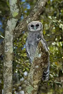 Tanzania Prints: Africa. Tanzania. Verreauxs eagle-owl (Bubo lacteus) in Serengerti NP