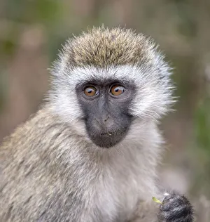 Images Dated 2022: Africa. Tanzania. Vervet baby in the Serengeti