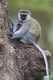 Africa. Tanzania. Vervet monkey (Chlorocebus pygerthrus) female and juvenile at Ngorongoro