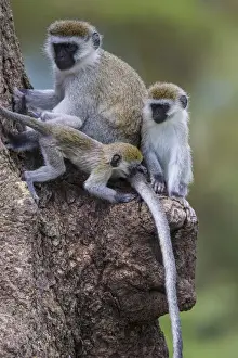 Images Dated 7th February 2016: Africa. Tanzania. Vervet monkey (Chlorocebus pygerthrus) female and juvenile at Ngorongoro