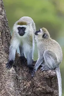 Images Dated 7th February 2016: Africa. Tanzania. Vervet monkey (Chlorocebus pygerthrus) female and juvenile at Ngorongoro