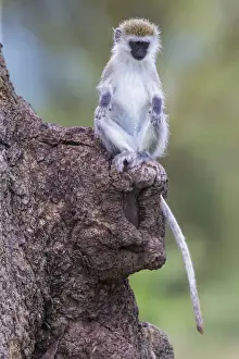 Images Dated 7th February 2016: Africa. Tanzania. Vervet monkey (Chlorocebus pygerthrus) juvenile at Ngorongoro Crater