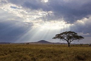 Images Dated 8th August 2013: Africa. Tanzania. Views of the savanna in Serengeti NP