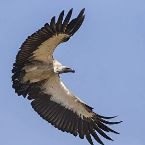 Africa. Tanzania. White-backed vulture (Gyps africanus) in Serengerti NP