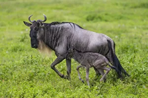 Africa. Tanzania. Wildebeest birthing during the annual Great Migration in Serengeti NP