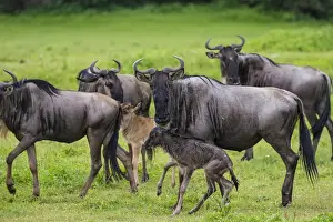 Images Dated 8th February 2016: Africa. Tanzania. Wildebeest birthing during the annual Great Migration in Serengeti NP