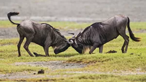 Tanzania Collection: Africa. Tanzania. Wildebeest fighting during the annual Great Migration in Serengeti NP