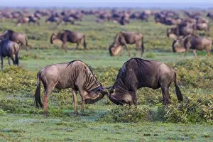 Images Dated 3rd February 2016: Africa. Tanzania. Wildebeest fighting during the annual Great Migration in Serengeti NP
