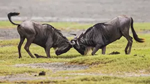 Images Dated 7th February 2014: Africa. Tanzania. Wildebeest fighting during the annual Great Migration in Serengeti NP