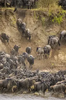 Images Dated 10th August 2013: Africa. Tanzania. Wildebeest herd crossing the Mara river during the annual Great