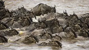 Images Dated 10th August 2013: Africa. Tanzania. Wildebeest herd crossing the Mara river during the annual Great