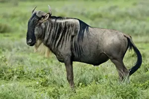 Images Dated 6th February 2009: Africa. Tanzania. Wildebeest at Ndutu in the Ngorongoro Conservation Area