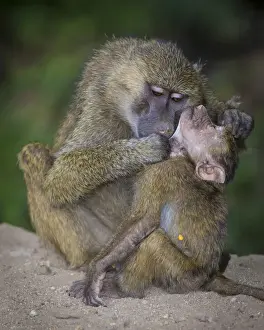 Tanzania Prints: Africa. Tanzania. Yellow baboon (Papio cynocephalus) female with baby at Serengeti NP