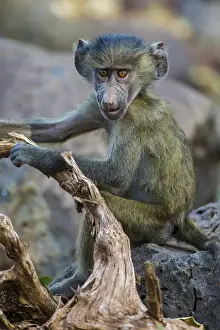 Tanzania Prints: Africa. Tanzania. Yellow baboon (Papio cynocephalus) juvenile at Serengeti NP