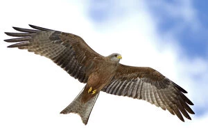 Images Dated 26th June 2007: Africa, Tanzania. Detail of yellow-billed kite in flight with full wingspread. Credit as
