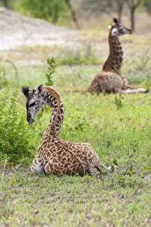 Africa Gallery: Africa, Tanzania. Two young giraffe sit together