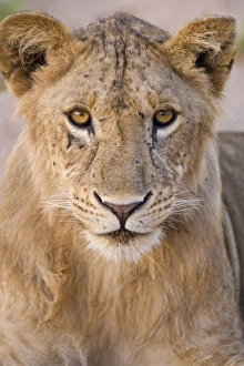 Lion Prints: Africa. Tanzania. Young lion at rest in Tarangire NP