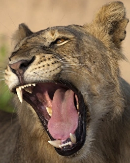 Images Dated 1st February 2009: Africa. Tanzania. Young lion yawns in Tarangire NP