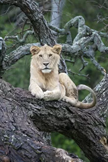Africa Gallery: Africa, Tanzania. A young male lion sits in an old tree