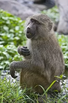 Images Dated 11th August 2008: Africa. Tanzania. Young Olive Baboon at Manyara NP