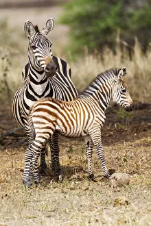 Africa Gallery: Africa, Tanzania. A very young zebra foal stands with its mother
