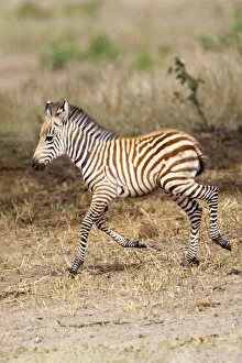 Africa Gallery: Africa, Tanzania. A very young zebra foal trots towards it mother