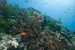 Africa, Tanzania, Zanzibar, Matemwe Bay, Tropical fish swimming above coral reef
