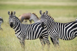 Africa, Tanzania, zebra