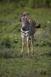 Images Dated 29th January 2016: Africa. Tanzania. Zebra (Equus quagga) colt in Serengeti NP
