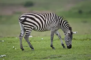 Africa. Tanzania. Zebra at Ngorongoro Crater in the Ngorongoro Conservation Area
