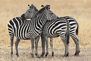 Africa Gallery: Africa, Tanzania. Two zebra stand together close to a third one