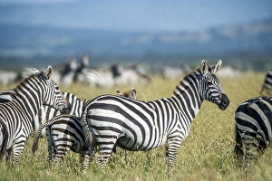 Africa, Tanzania, zebras