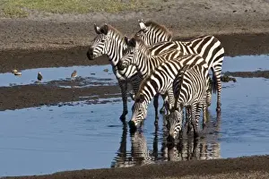 Africa. Tanzania. Zebras drinking at Ndutu in the Ngorongoro Conservation Area